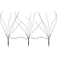 Декоративне дерево Reedy